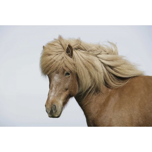Iceland Portrait of an Icelandic horse